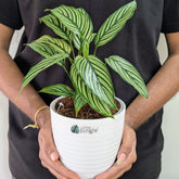 Calathea Elliptica, with 5.5 Inches White Decor Pot